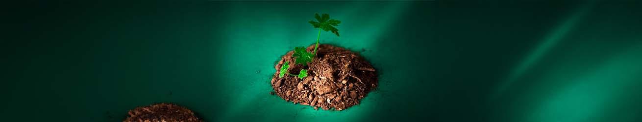 Rainpharma Nature Après La Pluie - Puur Living