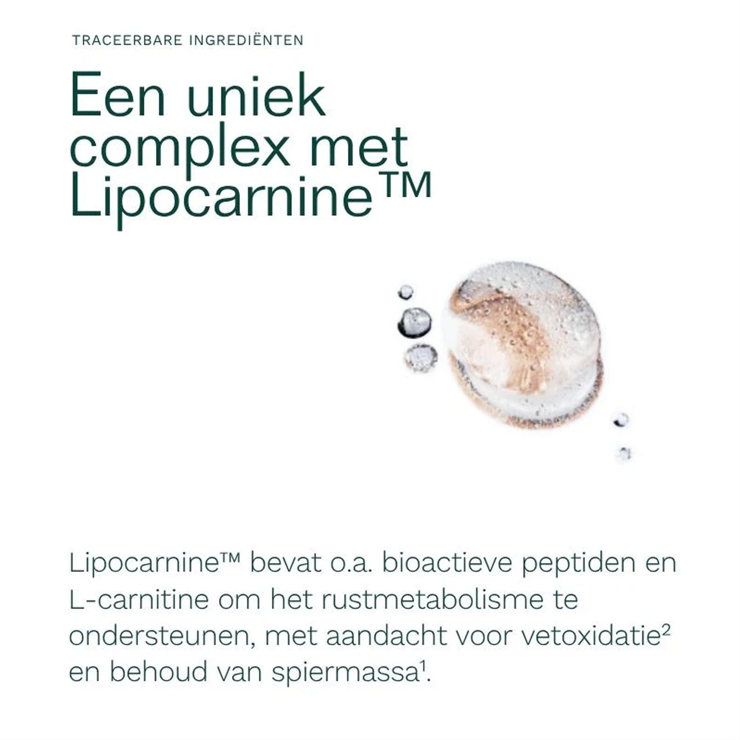 Een wit poeder en twee capsules worden getoond naast Nederlandse tekst over Insentials - Metabolic GLH-2 REE Pack, een supplement van Insentials met L-carnitine en bioactieve peptiden om gewichtsverlies en vetverbranding te ondersteunen.